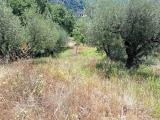 Particella, PESCIA, 14.000 €, 3570,00 mq