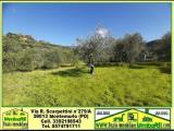 Particella, MONTEMURLO, 55.000 €, 5650,00 mq
