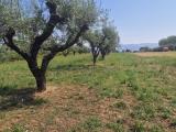 Particella, SAN CESAREO, 79.000 €, 5200,00 mq