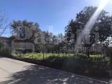 Particella, SESSA AURUNCA, 160.000 €, 4170,00 mq