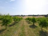 Particella, SENIGALLIA, 600.000 €