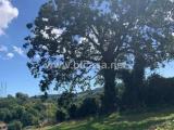 Particella, PESARO, 40.000 €, 15666,00 mq
