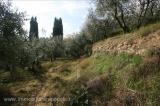Particella, SINALUNGA, 30.000 €, 780,00 mq