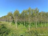 Particella, ROCCABIANCA, 125.000 €, 31925,00 mq