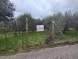 Particella, ALBANO LAZIALE, 30.000 €, 2500,00 mq