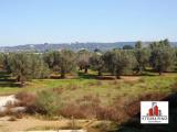 Particella, CASARANO, 25.000 €, 4920,00 mq