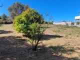 Particella, FORNACE, 160.000 €, 2330,00 mq