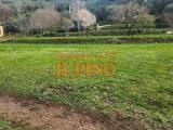 Particella, VICOPISANO, 10.000 €, 2500,00 mq