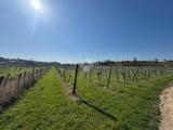 Particella, BARDOLINO, 450.000 €, 27441,00 mq