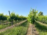 Particella, LONIGO, 900.000 €, 50000,00 mq