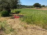 Particella, LOCOROTONDO, 25.000 €, 5320,00 mq