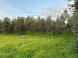 Particella, CASTAGNETO CARDUCCI, 139.500 €, 14000,00 mq
