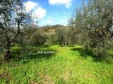 Particella, TERRICCIOLA, 15.500 €, 4500,00 mq