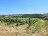 Particella, SAN GIMIGNANO, 300.000 €