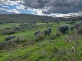 Particella, RUVIANO, 30.000 €, 15000,00 mq