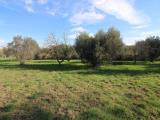 Particella, GROSSETO, 35.000 €, 1500,00 mq
