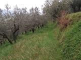Particella, BETTONA, 15.000 €, 2770,00 mq