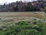 Particella, COLLECORVINO, 45.000 €, 741,00 mq