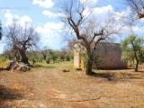 Particella, SALVE, 30.000 €, 9865,00 mq