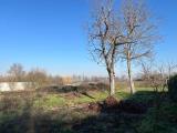 Particella, FRUGAROLO, 25.000 €, 3000,00 mq