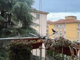 Affitto, Appartamento, BOLOGNA, 900 €, 70,00 mq