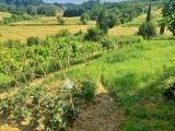 Particella, CASTELFIORENTINO, 45.000 €, 9860,00 mq