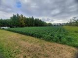 Particella, VILLANOVA DI CAMPOSAMPIERO, 40.000 €, 7120,00 mq