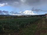 Particella, QUARTO, 65.000 €, 1100,00 mq