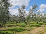 Particella, BISCEGLIE, 50.000 €, 19000,00 mq
