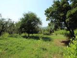 Particella, SAN GIMIGNANO, 48.000 €, 6000,00 mq