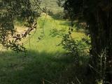 Particella, COLOGNOLA AI COLLI, <i>A richiesta</i>, 13500,00 mq