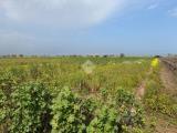 Particella, BRINDISI, <i>A richiesta</i>, 12121,00 mq