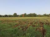 Particella, LANUVIO, 48.000 €, 18000,00 mq