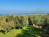 Particella, SAN VINCENZO, 78.000 €, 11470,00 mq