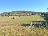 Particella, GROSSETO, 38.000 €, 26400,00 mq