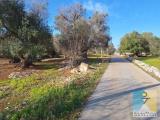 Particella, SAN MICHELE SALENTINO, 45.000 €, 9640,00 mq