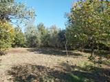 Particella, CONTRADA, 22.000 €, 1180,00 mq