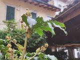 Appartamento, VERBANIA, 185.000 €, 120,00 mq