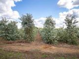 Particella, CAPALBIO, 1.480.000 €, 650,00 mq