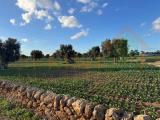 Particella, MONOPOLI, 127.000 €, 16467,00 mq