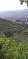 Particella, LINGUAGLOSSA, 55.000 €, 20000,00 mq