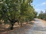 Particella, DOMICELLA, 20.000 €, 7010,00 mq