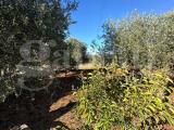 Particella, OSTUNI, 15.000 €, 2000,00 mq