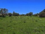 Particella, ANZIO, 55.000 €, 10000,00 mq