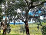 Particella, GAVORRANO, 29.000 €, 1400,00 mq