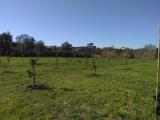 Particella, CIAMPINO, 65.000 €, 4500,00 mq