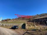Particella, TRENTO, Cortesano, 185.000 €, 9931,00 mq