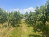 Particella, VERONA, 1.100.000 €, 47500,00 mq