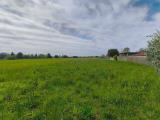 Particella, SAN DANIELE DEL FRIULI, 98.000 €, 2010,00 mq