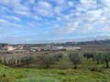 Particella, FRASCATI, 45.000 €, 4870,00 mq